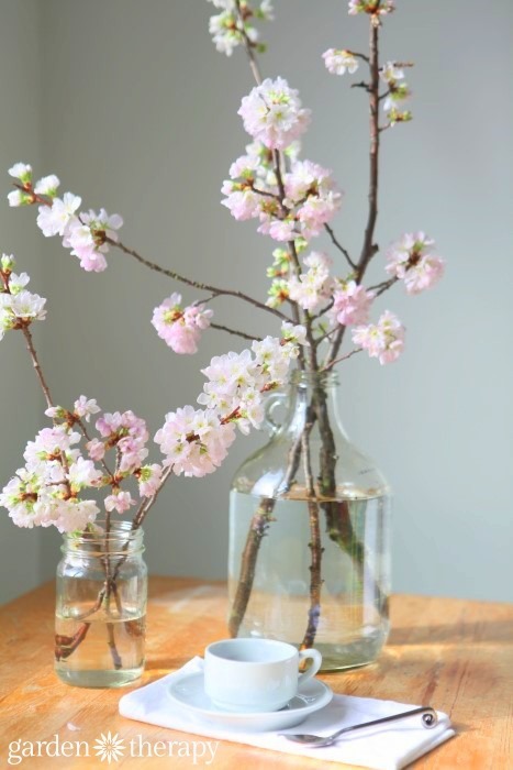 Cherry-blossoms-are-so-easy-to-force-indoors-from-How-to-Force-Spring-Blanches-to-Bloom-Indoors