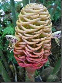 a-weird-looking-plant-at-tbg-ginger-i-think-volcanoes