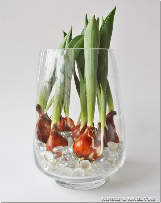 How To Force Tulip Bulbs In Water Sand And Sisal How To Force Tulip Bulbs In Water