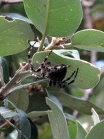 Orjaški pajek na drevesu ob poti
