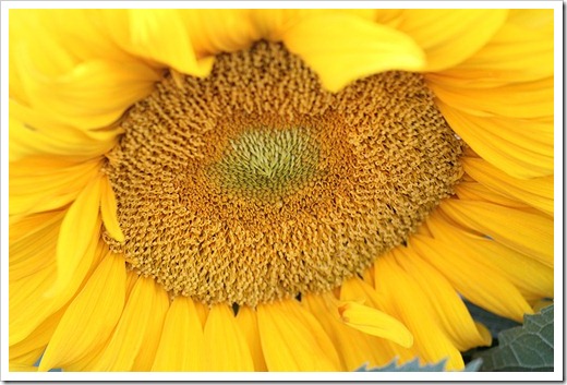 110707_sunflowers_davis_22