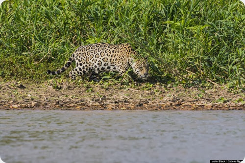 jaguar vs caiman1
