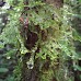 Hike around Finca Neblina del Bosque - La Rampla, Nicaragua esteli-jinotega-miraflor_068.jpg