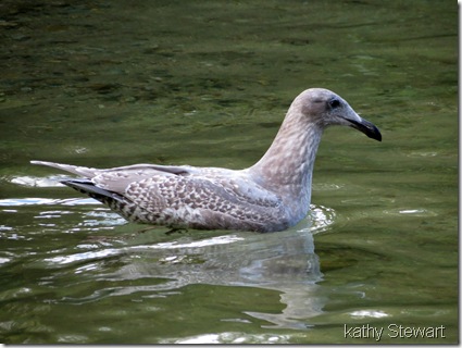 First year Glaucous Wing Gull