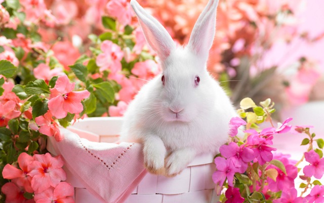 [springtime_hare-wide%255B4%255D.jpg]