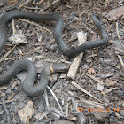 Southern Ringneck snake