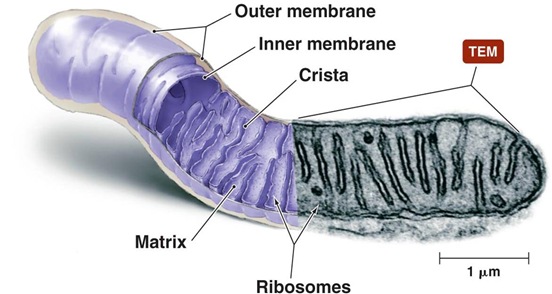 mitochndria structure