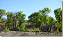 Trees northwest of Silver City, NM