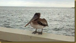 144 pelican