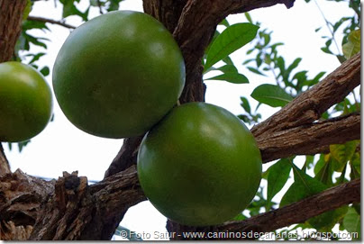 7249 Cruz Grande-La Filipina(Crescentia cuete-árbol de la Calabaza) 7249 Cruz Grande-La Filipina(Crescentia cuete-árbol de la Calabaza)