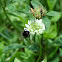 Red-tailed bumblebee (Steinhummel)