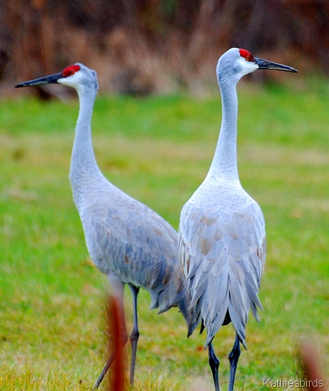 1. Sandhill cranes-kab