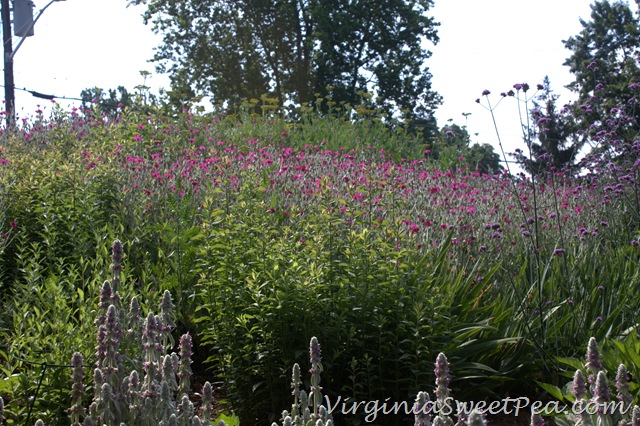 [Lychnis3.jpg]