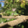 Keeled Treehopper