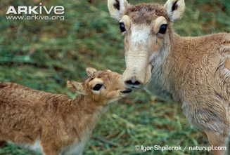ARKive image GES034952 - Saiga antelope