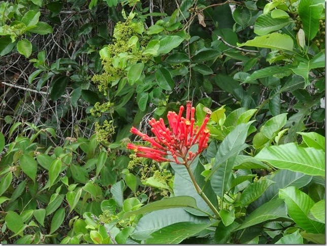 BR-319_Humaita_Manaus_Day_3_DSC05694