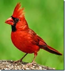 Cardinal-totem