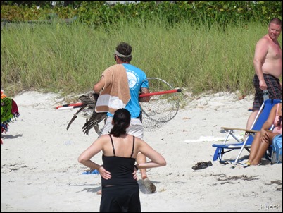 Sombrero Beach injured pelican