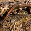 Red-backed Salamander 