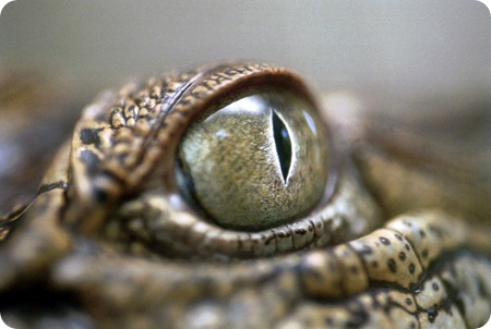 Buaya Irian (Crocodylus novaeguineae).Buaya irian hanya terdapat di pulau Irian (Indonesia dan Papua Nugini). Bentuk tubuh buaya yang hidup di air tawar ini menyerupai buaya muara hanya berukuran lebih kecil dan berwarna lebih hitam.Foto:Agung Rahmadiansyah