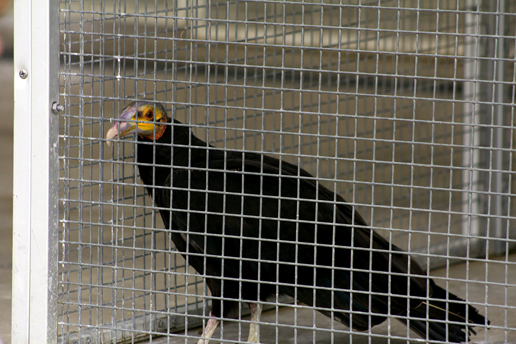 [Yellow-Headed-Vulture-Exotic-Game-Fa%255B3%255D.png]