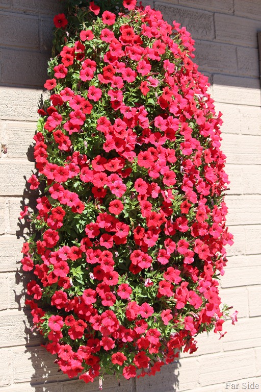 [Red%2520Petunias%2520in%2520tyown%255B10%255D.jpg]