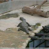 Krokodilfarm