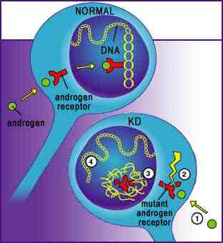 [Androgen%2520Receptor%2520with%2520KD%255B2%255D.png]