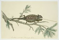 Chamaeleo namaquensis (Namaqua chameleon)