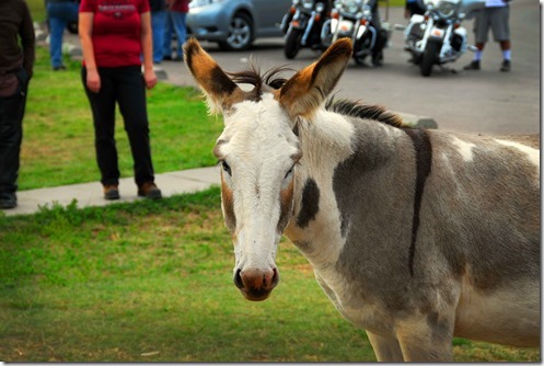 Winking Burro