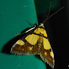 Deuterarcha xanthomela Moth
