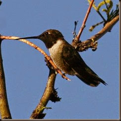 black-chinned_hummingbird2