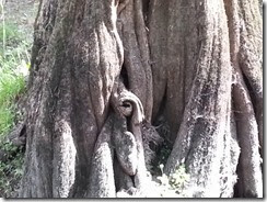 Gnarly Cypress Tree