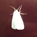 Virginian tiger moth