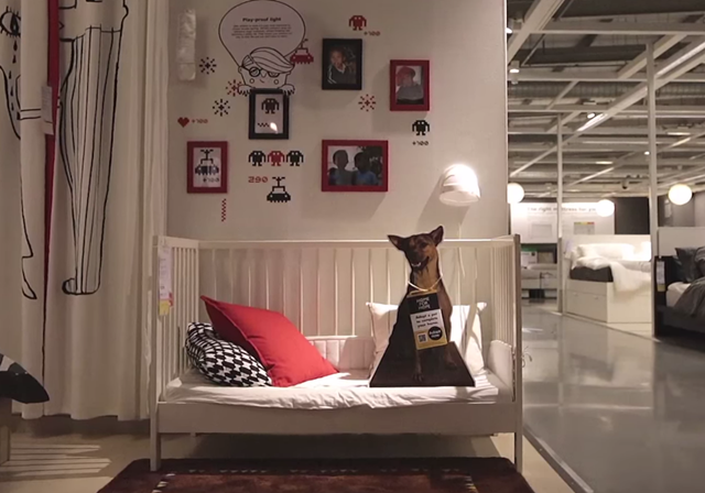 IKEA and Dogs 03
