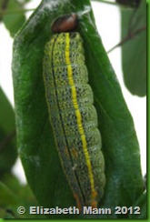 big Long-tailed skipper caterpillar for book