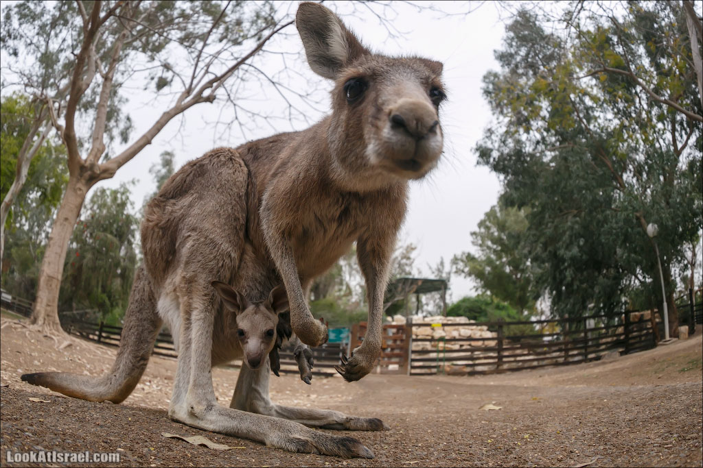 Ган Гуру - парк с кенгуру и другими австралийскими животными | Gan Guru | גן גורו | LookAtIsrael.com - Фото путешествия по Израилю