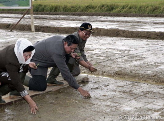 Presiden SBY dan Ibu Ani foto bersama menanam padi