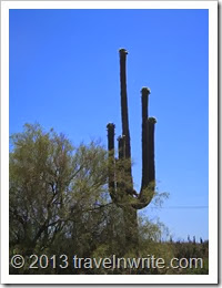 Arizona Spring 2012 131
