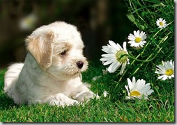 perros con flor (5)