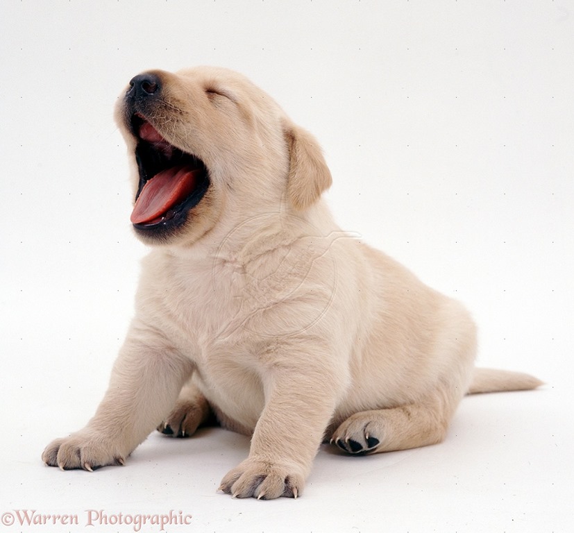 [05852-Retriever-puppy-yawning-white-background%255B2%255D.jpg]