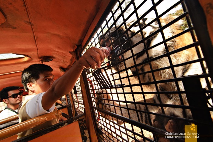 Feeding a Tiger at Subic's Zoobic Safari