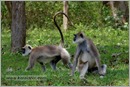_P6A2102_grey_langur_monkey_mudumalai_bandipur_sanctuary 