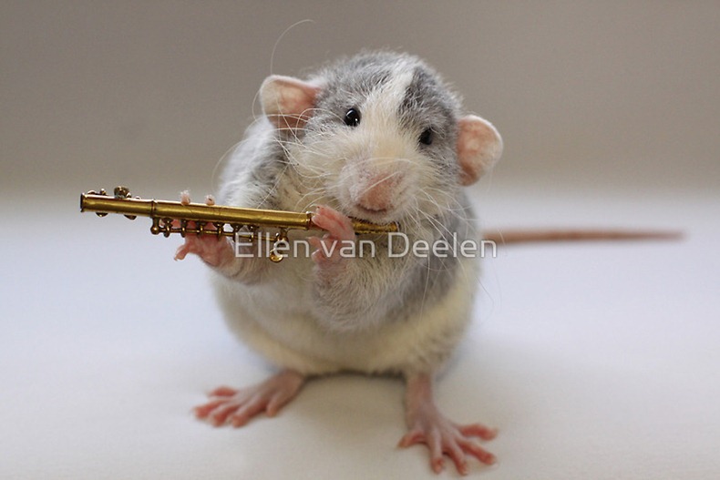 rat-musicians-012