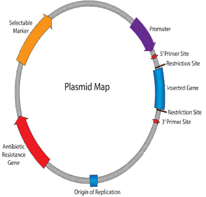 plasmid map