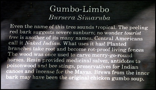10e - Tree Walk - Gumbo Limbo Plaque