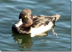 Ring-necked duck best 10-25-2012 9-13-58 AM 1608x1158