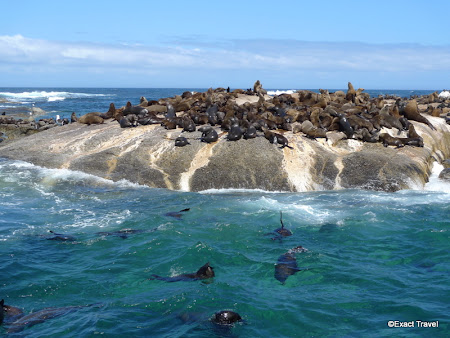 Safari Africa de Sud: foci in Cape Town
