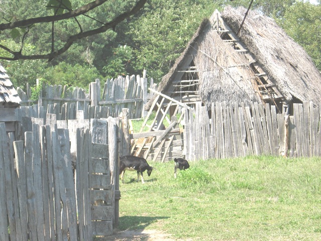 [Plimoth%2520Plant%2520houses%2520in%2520need%2520of%2520repair%25202%2520goats%255B3%255D.jpg]