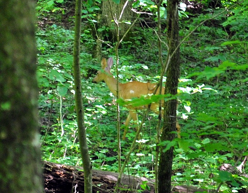 [17i---down-Rock-Garden-Trail---Deer.jpg]